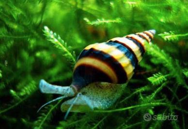 Lumache Helena,Melanoides Tuberculata, Tylomelania