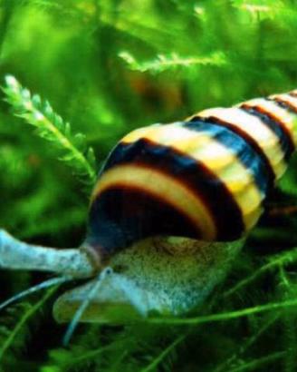 Lumache Helena,Melanoides Tuberculata, Tylomelania