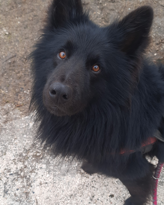 Pastore Lagorai maschio per accoppiamento