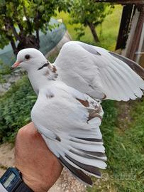 Tortore coppie e maschi