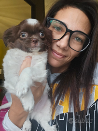 Chihuahua pelo lungo