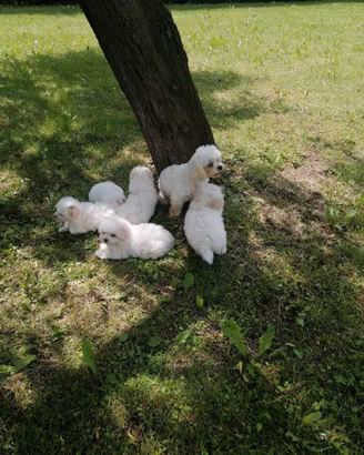 Cuccioli di razza maltese con pedigree enci