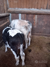 Vitelli incrocio Belga