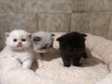 Cuccioli di gatto persiano