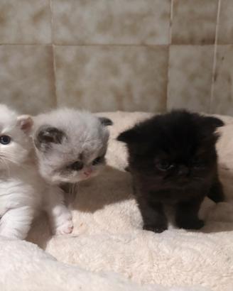 Cuccioli di gatto persiano
