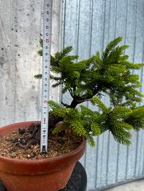 Bonsai picea di ezo