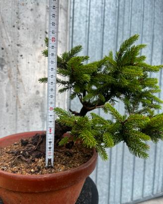 Bonsai picea di ezo