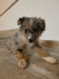 Cuccioli di Border collie con pastore Australiano