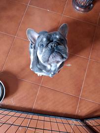 Stallone per monte bulldog francese blu tan