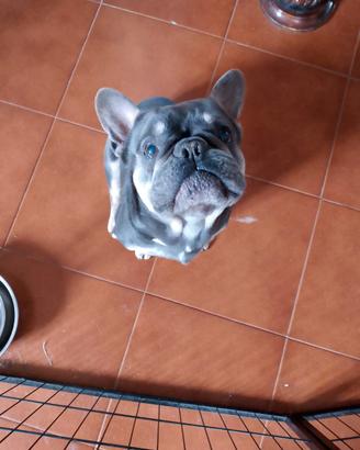 Stallone per monte bulldog francese blu tan