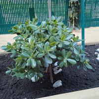 pianta albero di giada/crassula ovata