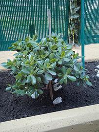 pianta albero di giada/crassula ovata