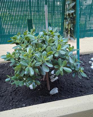 pianta albero di giada/crassula ovata