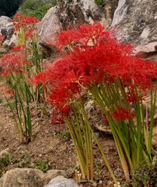 Bulbi Lycoris Radiata