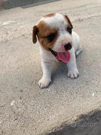 Cuccioli Jack Russell