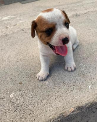 Cuccioli Jack Russell