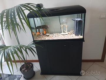 acquario