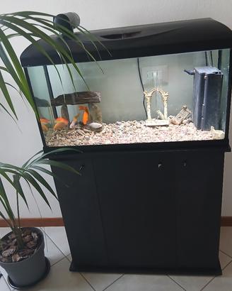 acquario