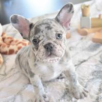 BULLDOG FRANCESE - BOULEDOGUE CUCCIOLI merle