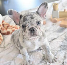 BULLDOG FRANCESE - BOULEDOGUE CUCCIOLI merle