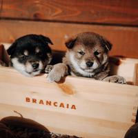 Shiba con pedigree ENCI alta genealogia