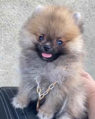 Spitz Pomerania Nano