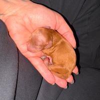 Cuccioli di barboncino toy pedigree ENCI