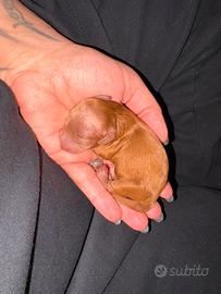 Cuccioli di barboncino toy pedigree ENCI