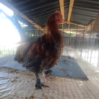Pollo