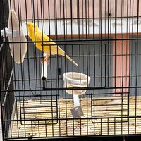 Canarino da canto malinois