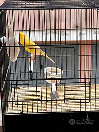 Canarino da canto malinois