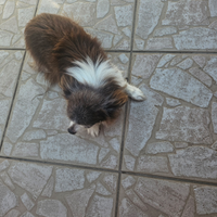 Chihuahua maschio pelo lungo
