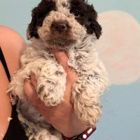 Cuccioli Lagotto Romagnolo