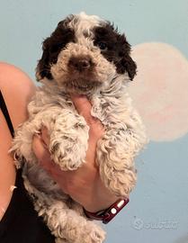 Cuccioli Lagotto Romagnolo
