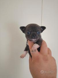 Chihuahua colore blu