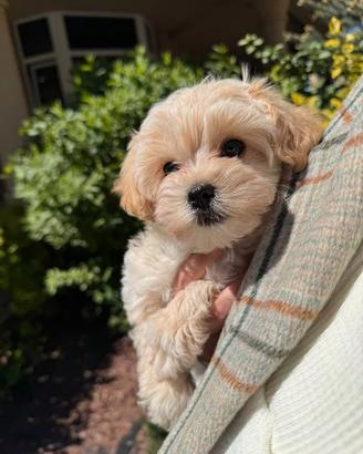 MALTIPOO - MALTIPO CUCCIOLI ALBICOCCA -pag rateale