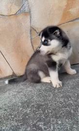 Cucciola Siberian husky disponibile da subito