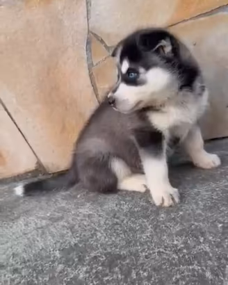 Cucciola Siberian husky disponibile da subito