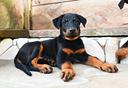 cucciolo-beauceron-maschio-nero-focato
