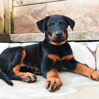 Cucciolo BEAUCERON maschio nero focato