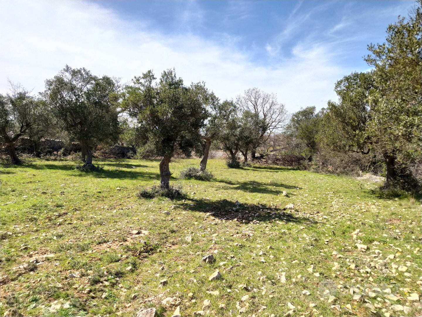 Terreno agricolo a due passi da a Santeramo - Vista 2
