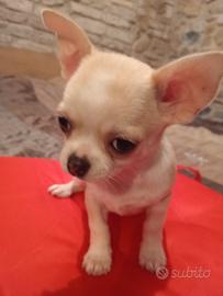 Chihuahua maschietto pedigree
