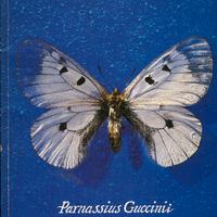 Agenda francesco guccini parnassius guccini - tour