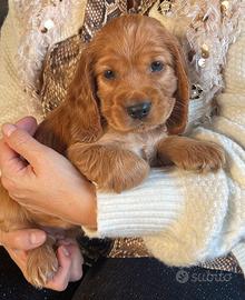 Cuccioli cocker spaniel