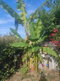 Alberi di banano