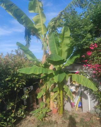 Alberi di banano