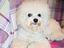 Immagine 5
