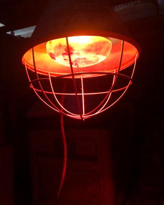 Lampada riscaldante per animali/schiusa delle uova