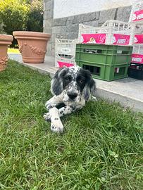 Cucciolo maschio di setter inglese