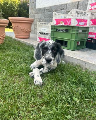 Cucciolo maschio di setter inglese